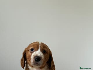 Cocker Spaniel dogs Cocker spaniel boy - Advert 1