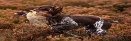 German Shorthaired Pointer dogs for sale: Superb GSP pups, one bitch, one dog  in York - Advert 4