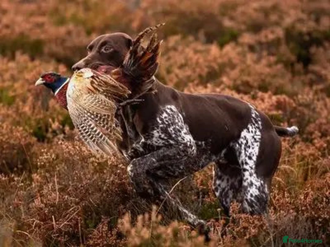 German Shorthaired Pointer dogs for sale: Superb GSP pups, one bitch, one dog  in York - Advert 4