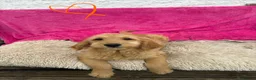Labradoodle dogs for sale: Beautiful Labradoodle Puppies  - Advert 8