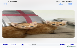 Mixed Breed cats for sale: Beautiful kittens rare ginger females  - Image 6