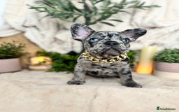 French Bulldog dogs for sale: Merle french bulldogs  - Image 4