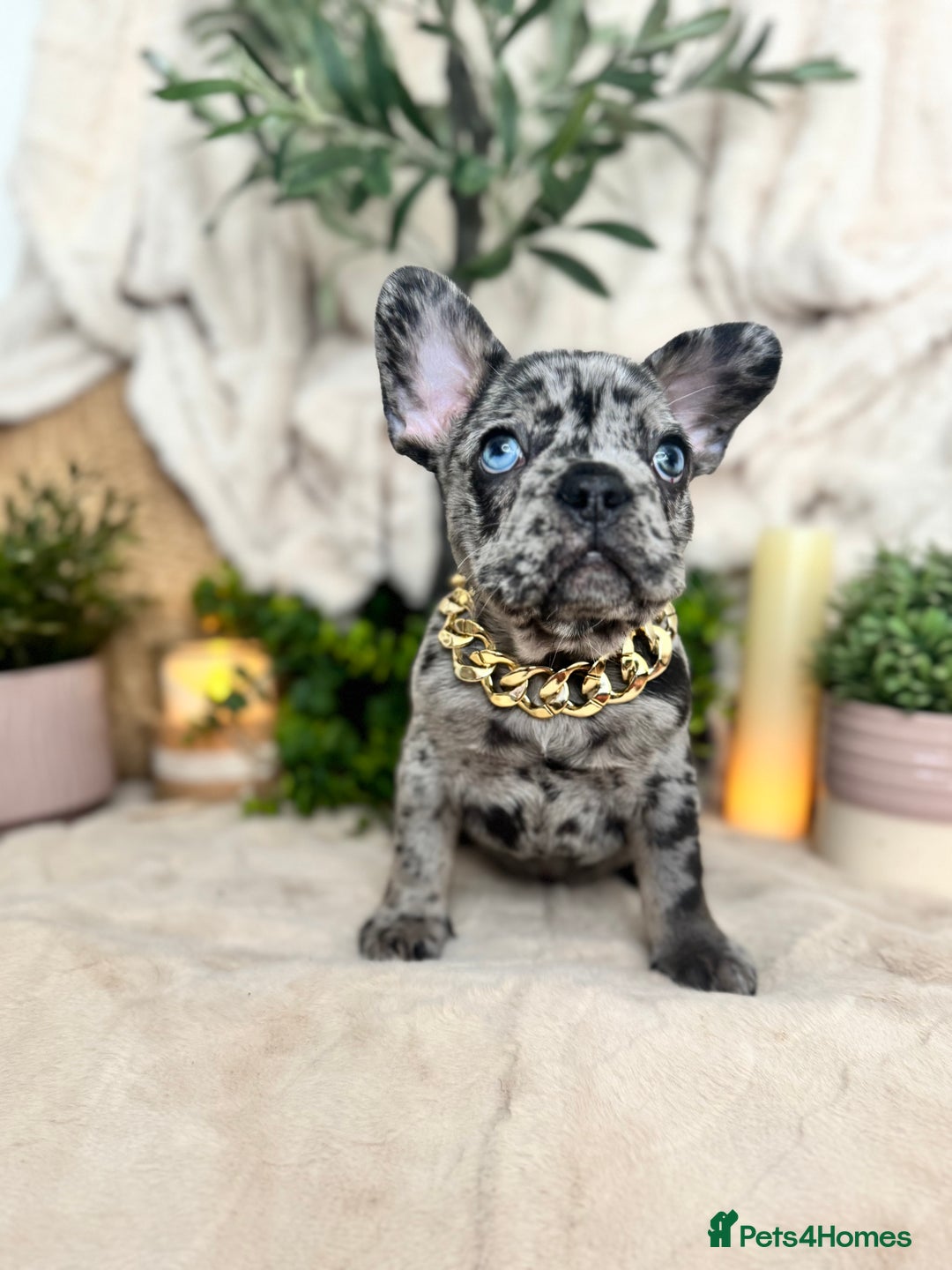 French Bulldog dogs for sale: Merle french bulldogs  - Image 4