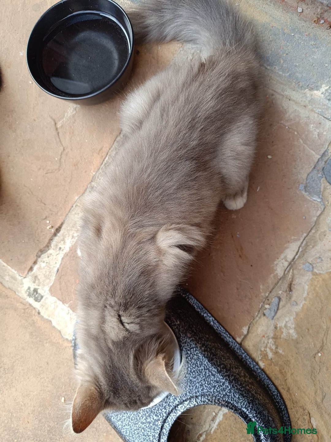 Mixed Breed cats for sale: Adorable kitties ready to go.  - Image 9