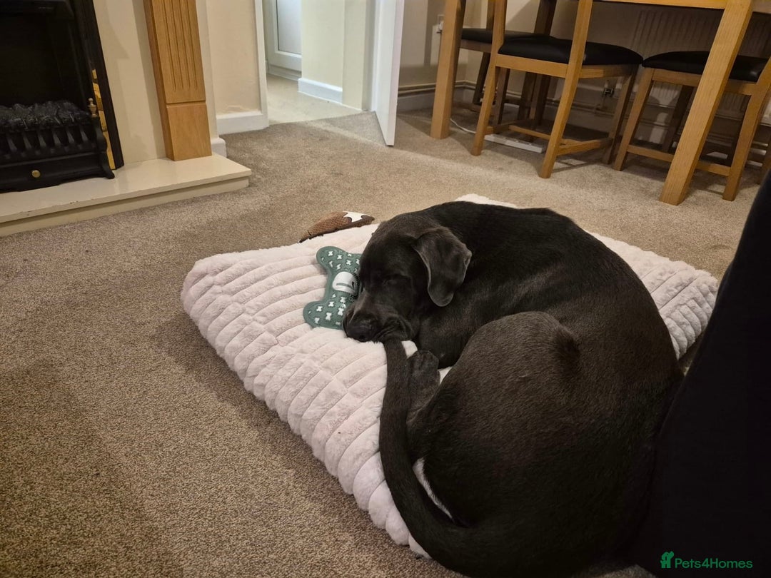 Great Dane dogs for sale: Beautiful Great Dane puppy looking for a home - Advert 4