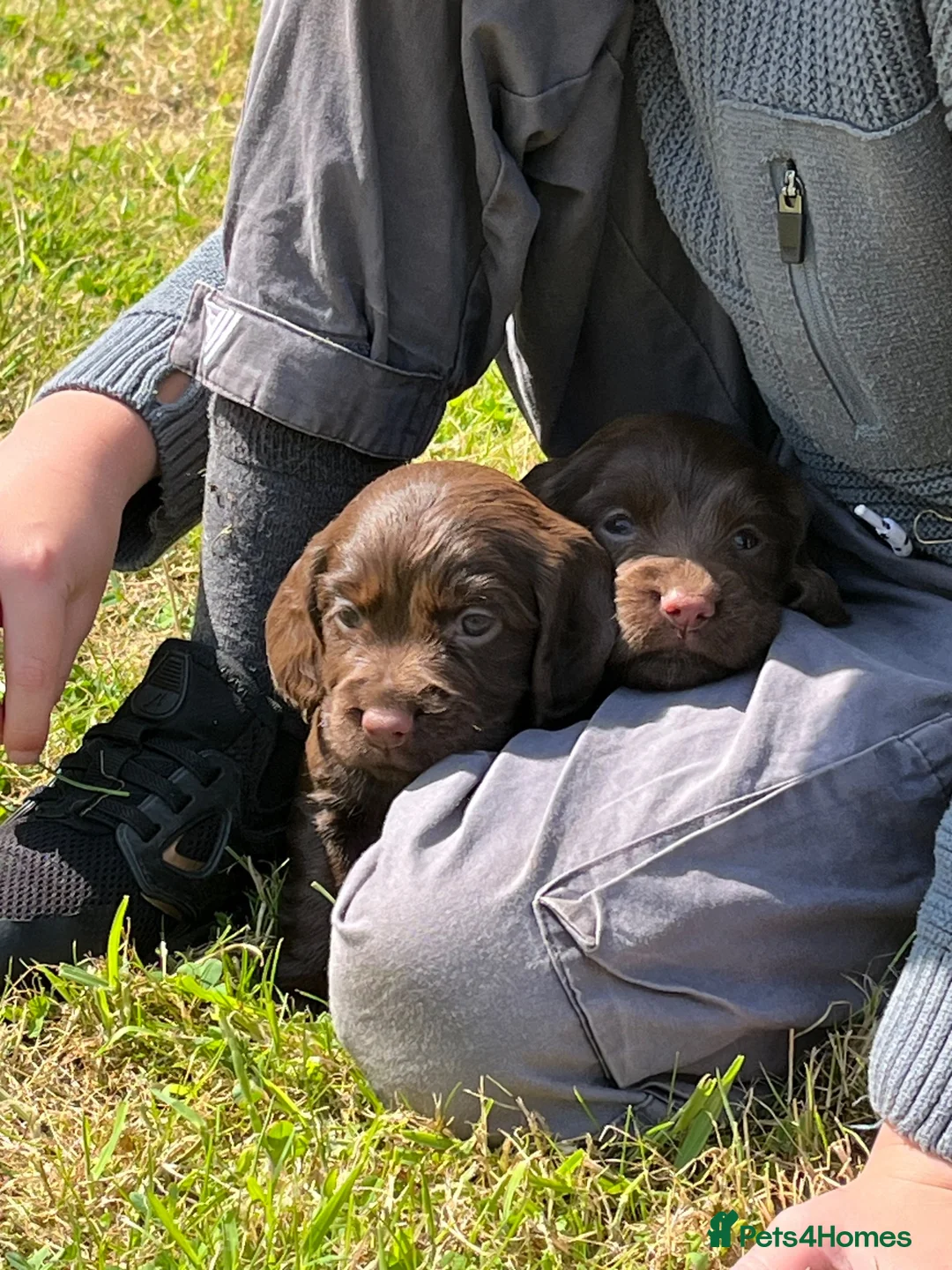 Cocker Spaniel dogs for sale: 3 working cocker spaniels available  - Advert 2