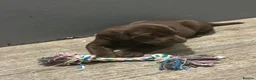 Labrador Retriever dogs for sale: Cutest puppies ever.  - Advert 11
