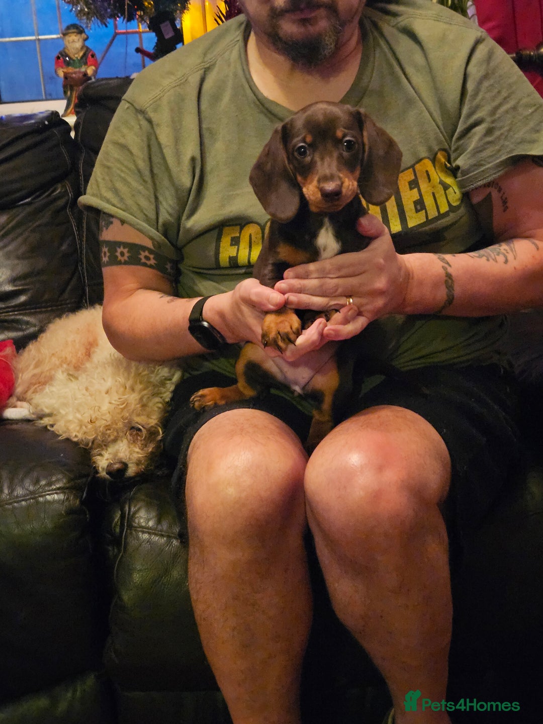 Miniature Dachshund dogs for sale: miniature dachshund puppies  - Advert 7