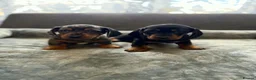 Miniature Dachshund dogs for sale: Miniature Dachsund in Nelson - Advert 1