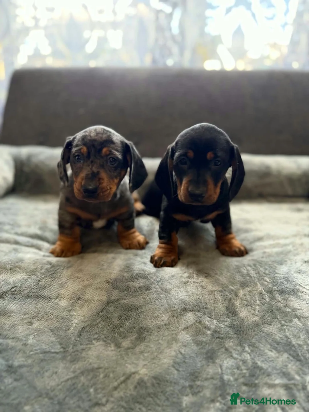 Miniature Dachshund dogs for sale: Miniature Dachsund in Nelson - Advert 1