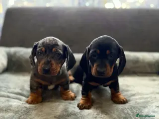 Miniature Dachshund dogs Miniature Dachsund - Advert 3