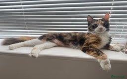 Mixed Breed cats for sale: X2 Beautiful fluffy ginger boys  - Image 7