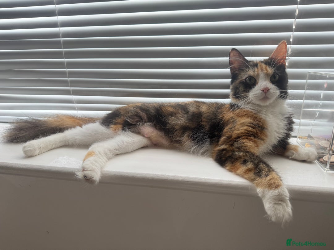 Mixed Breed cats for sale: X2 Beautiful fluffy ginger boys  - Image 7