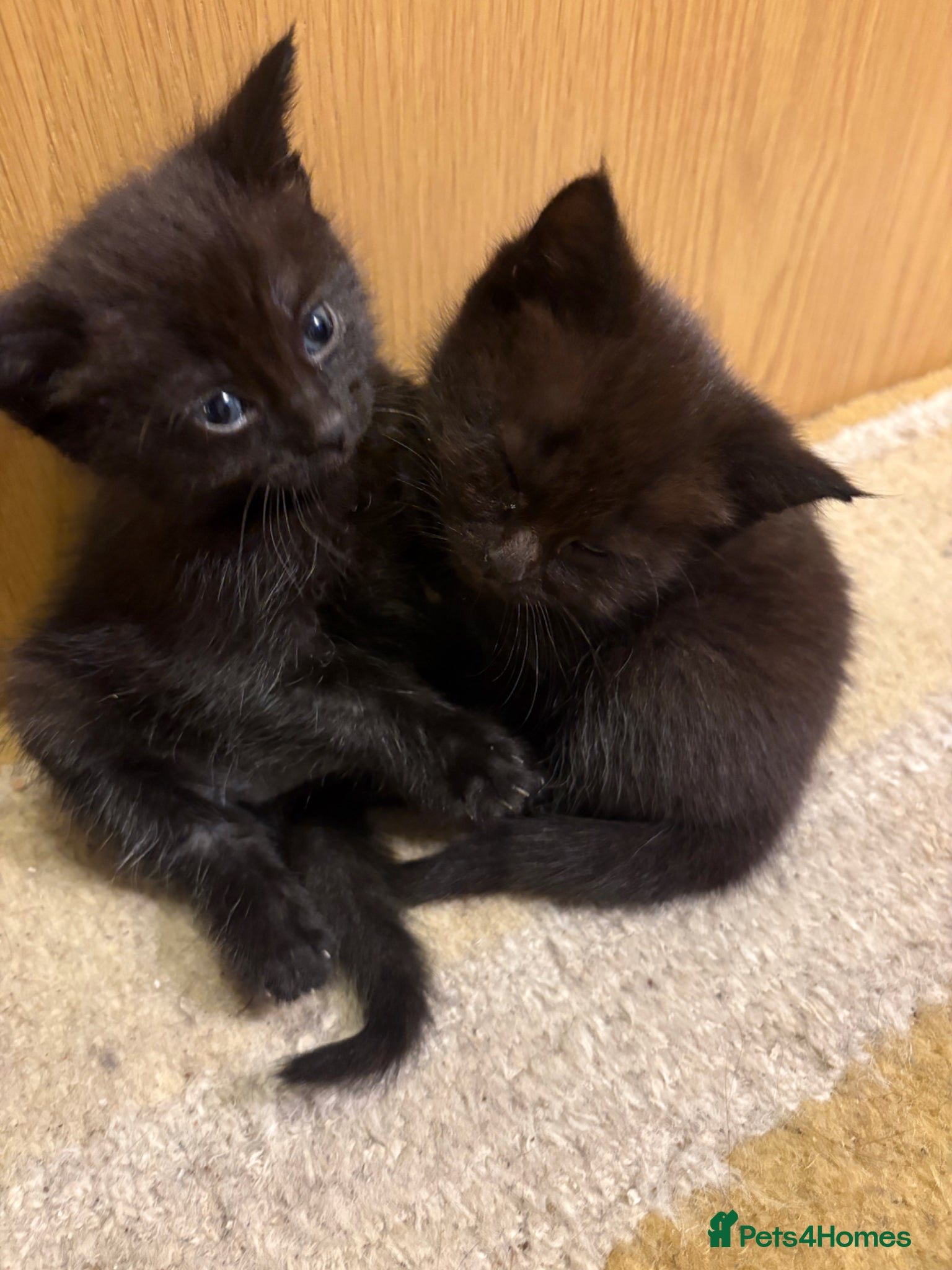 Mixed Breed cats for sale: Beautiful Kittens For Sale - Advert 14