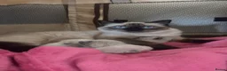 Ragdoll cats for sale: Blue and seal point ragdolls ❤️ - Advert 5