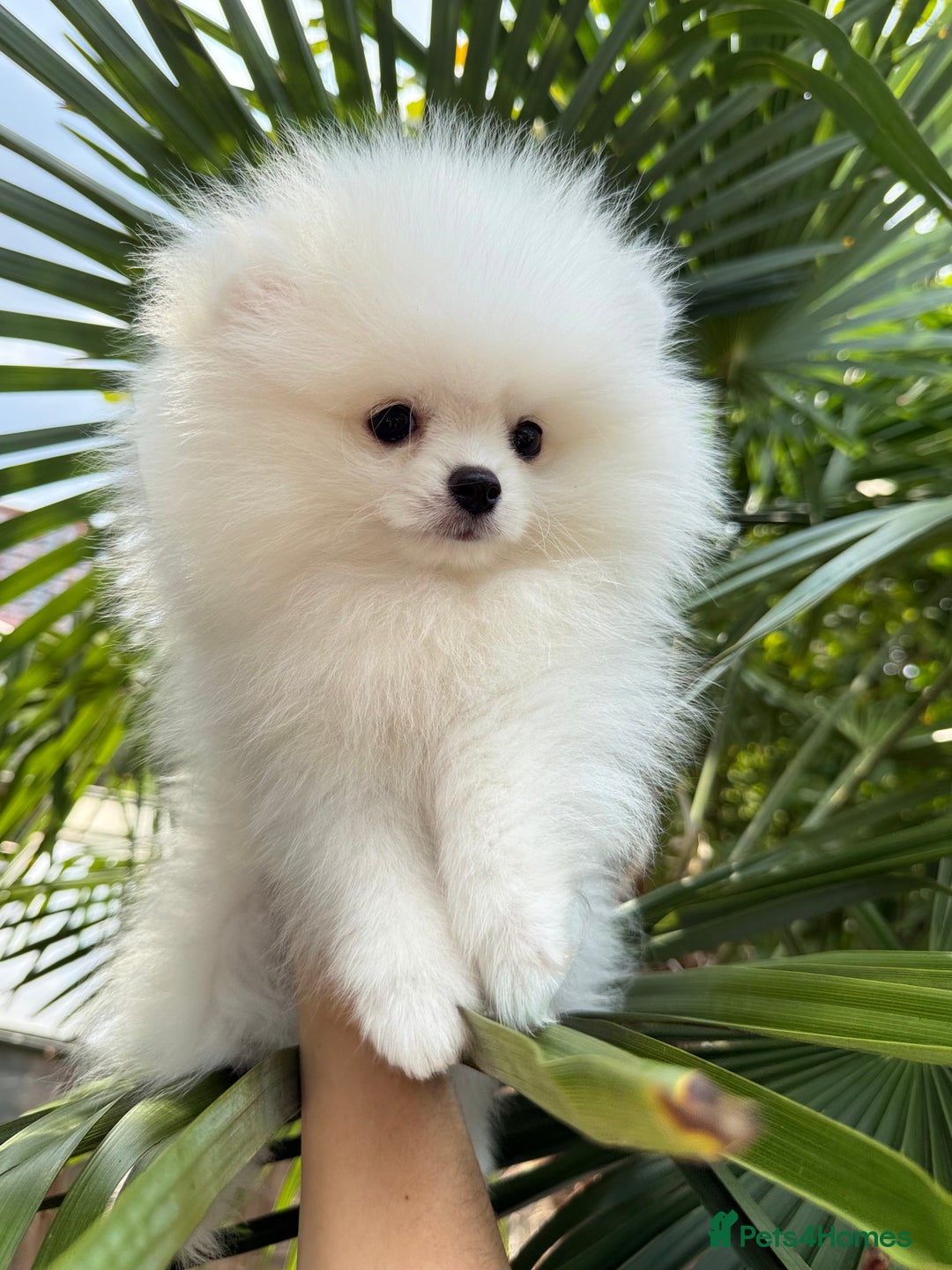 Pomeranian dogs for sale: Russian-Korean puppies looking for home💕 - Image 8