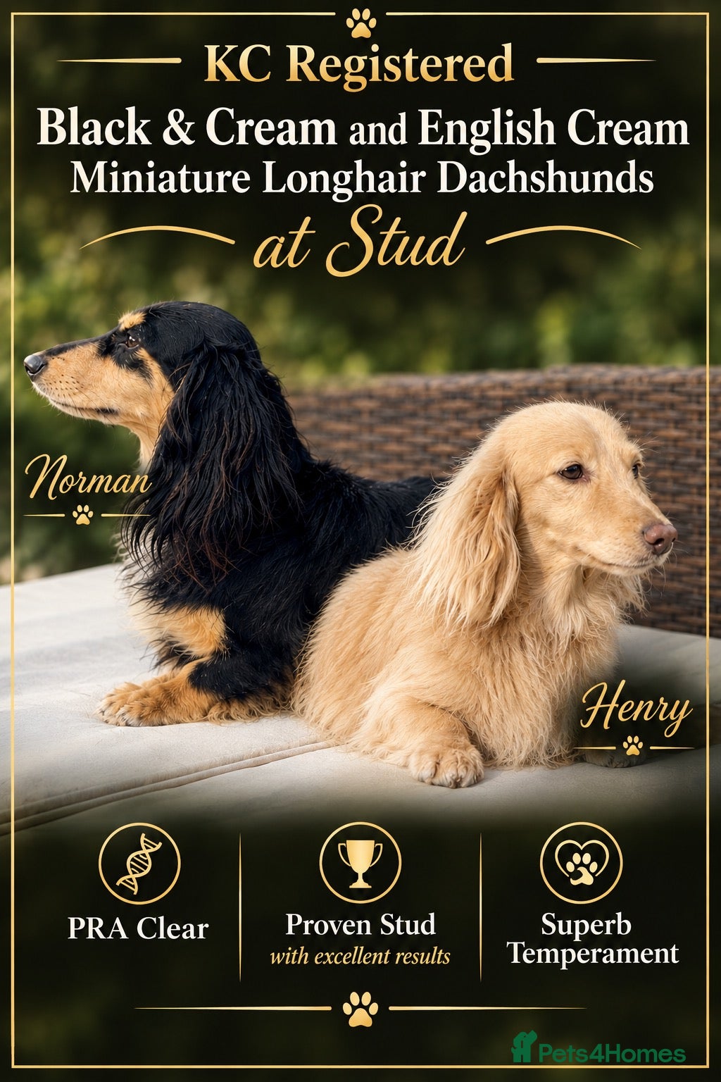Miniature Dachshund dogs KC Reg Longhair Dachshunds For Stud - Advert 13