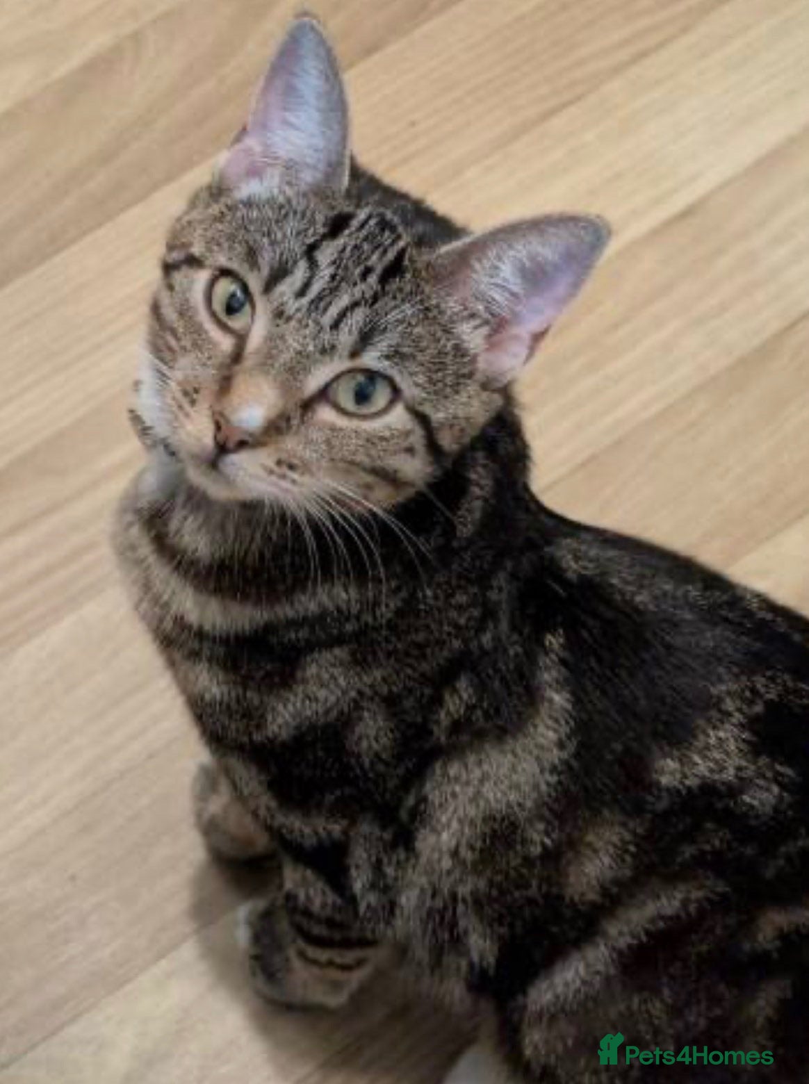 Bengal cats Bengal mixed kittens - Advert 4