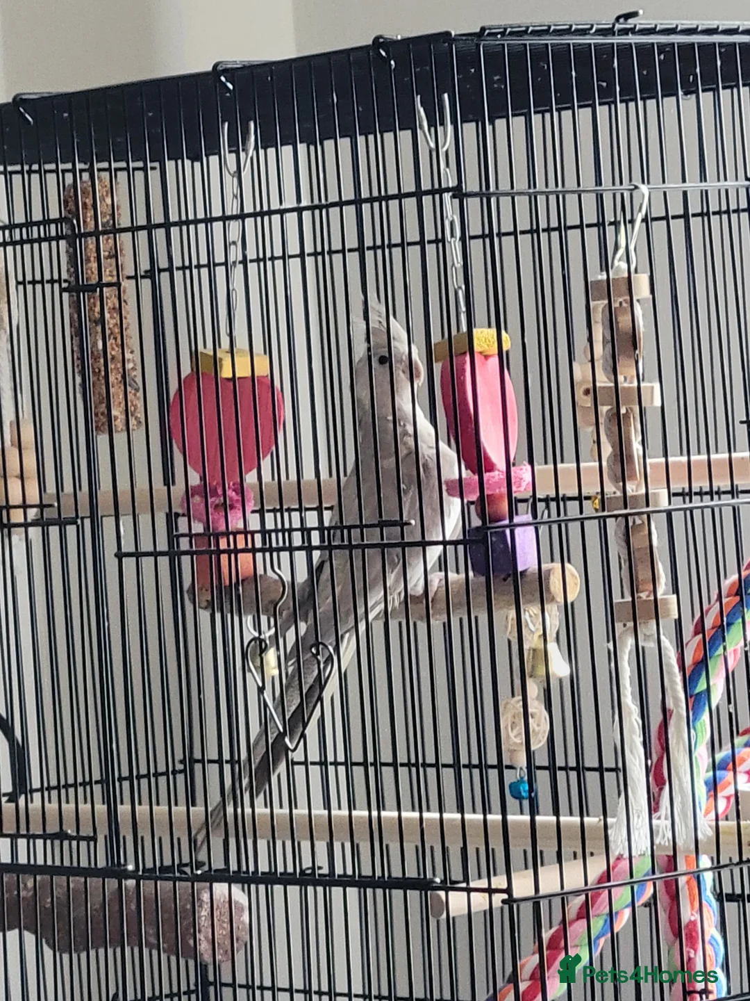 Cockatiels birds for sale: Cockatiel with cage - Advert 6