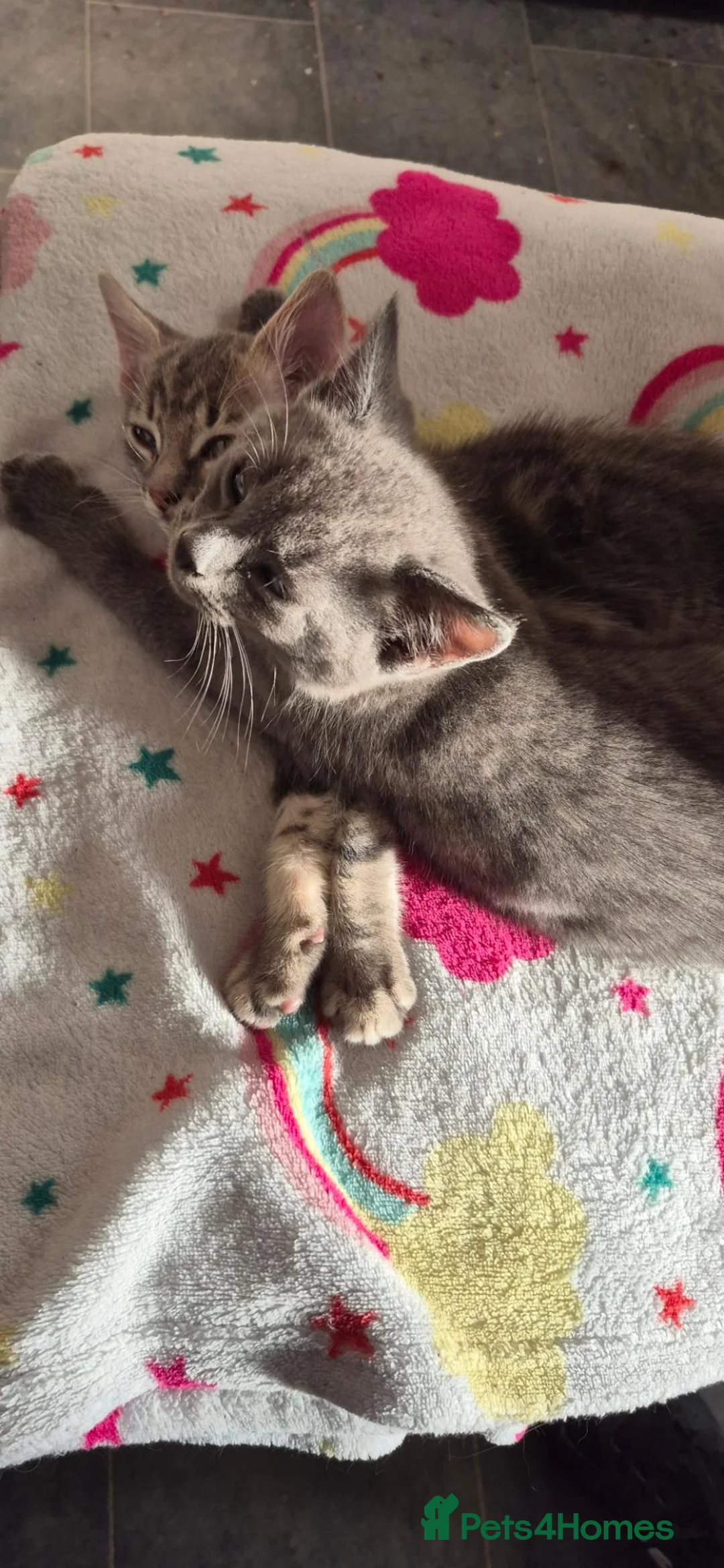 Mixed Breed cats for sale: Last grey kitten - Advert 2