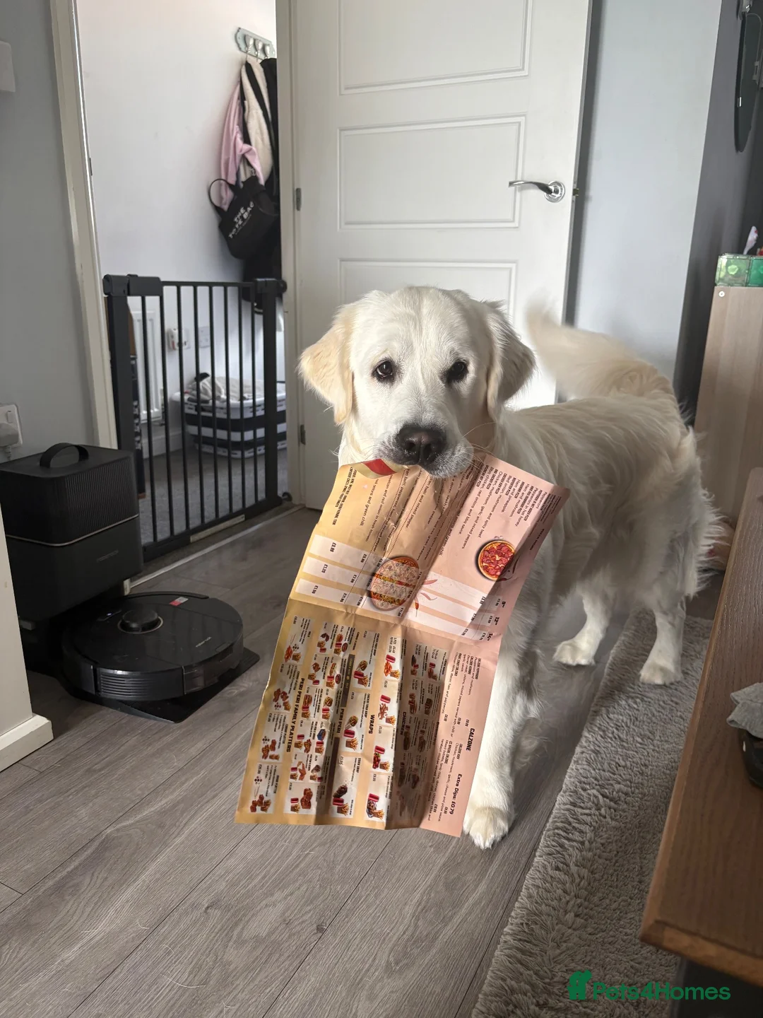 Golden Retriever dogs for stud: Golden( white) retriever for STUD - Advert 6