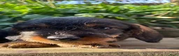 Dachshund dogs for sale: Wire haired Teckel puppies for sale  - Advert 7