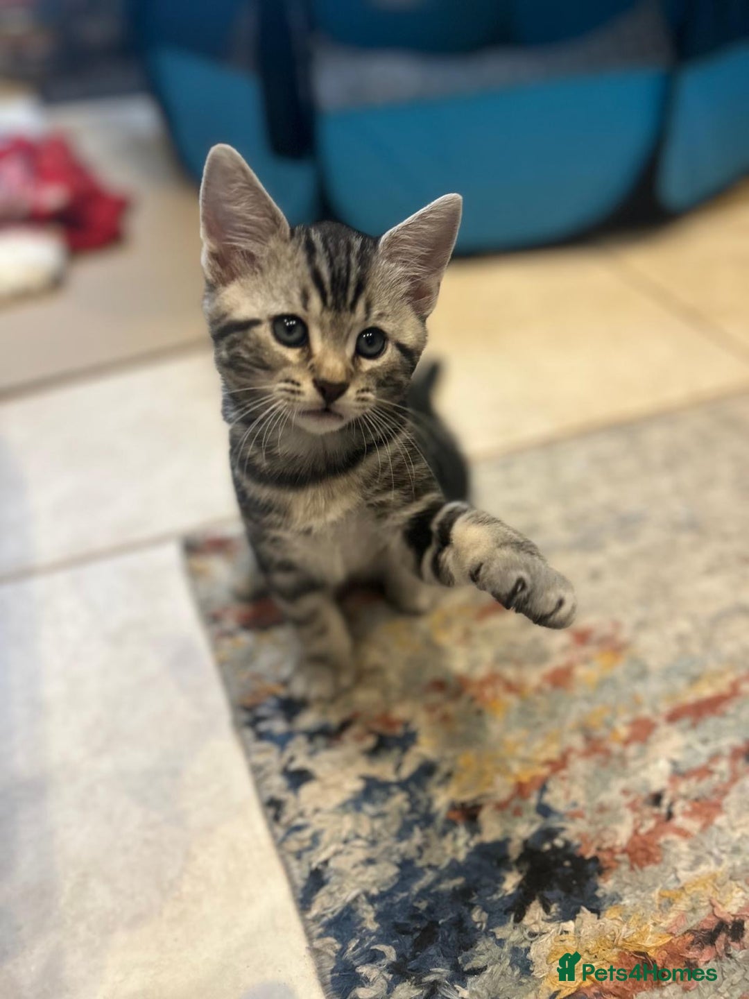 Bengal cats for sale: Bengal Cross Persian 11 week old Kitten for sale - Advert 3