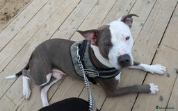 Staffordshire Bull Terrier dogs for sale: Reggie - Image 5