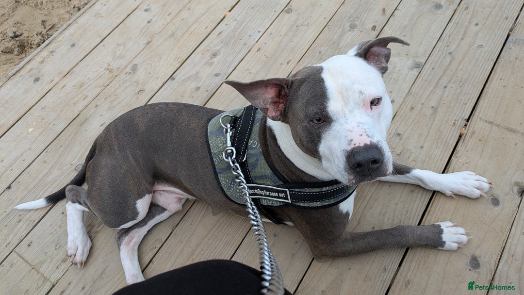 Staffordshire Bull Terrier dogs for sale: Reggie - Image 5