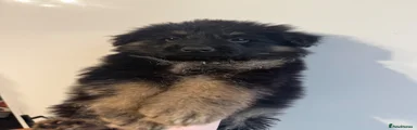 German Shepherd 2