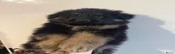 German Shepherd dogs for sale: German shepherd pups  - Advert 3