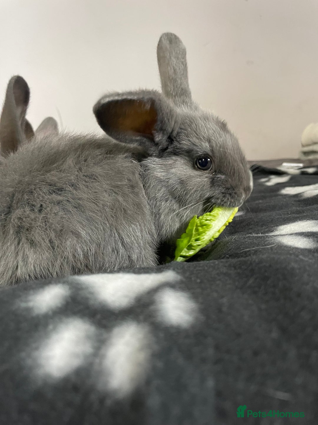 French Lop rabbits for sale: Blue French lopXDutch baby rabbits ready to go now - Image 14