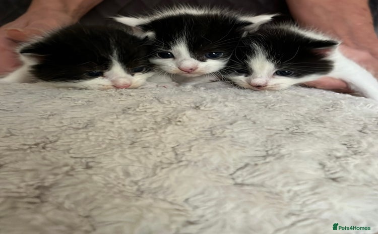 Domestic Shorthair cats - Advert 15