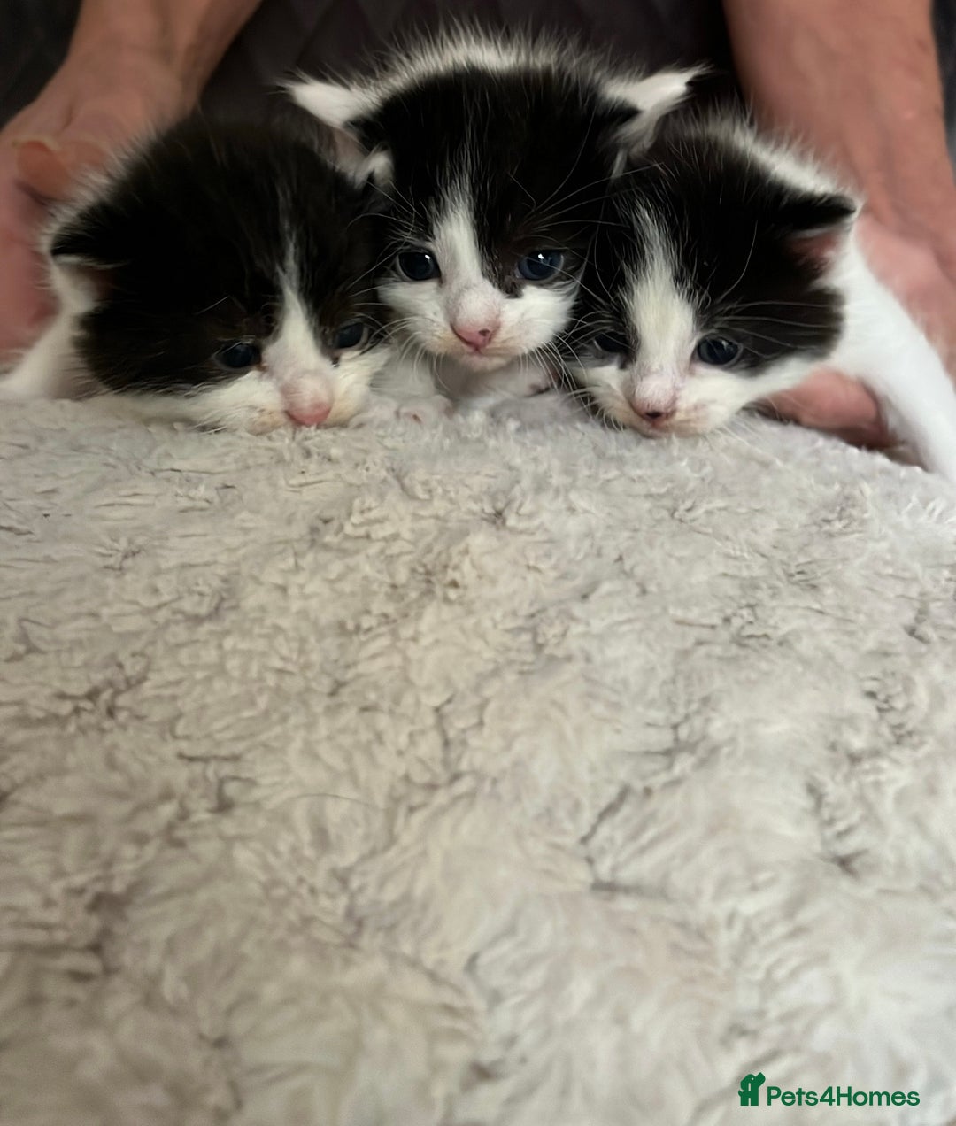 Domestic Shorthair cats for sale: Black & White Domestic Kittens  - Image 1