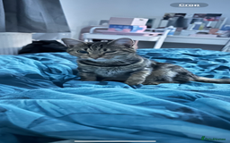 Domestic Shorthair cats for sale: 3 Domestic Kittens - Image 6