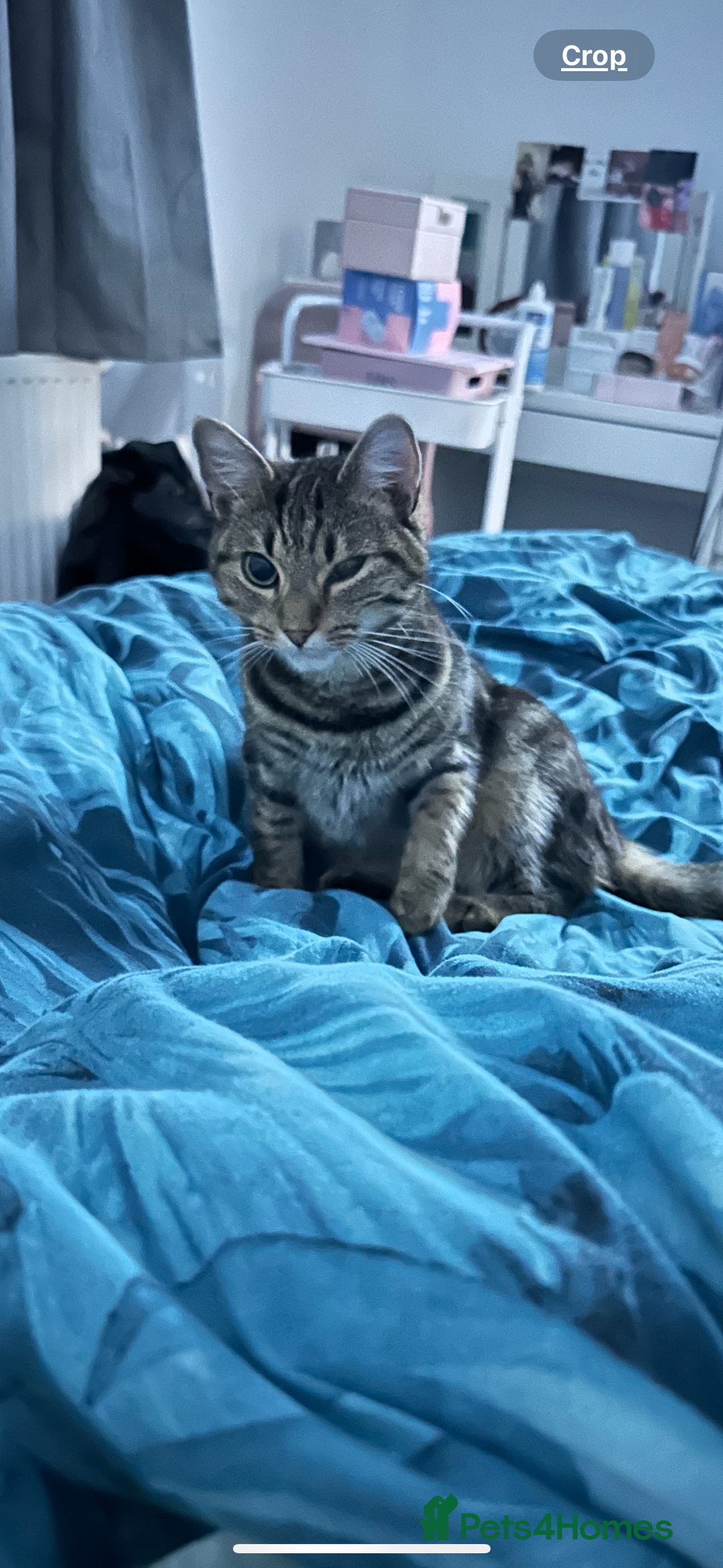 Domestic Shorthair cats for sale: 3 Domestic Kittens - Image 6