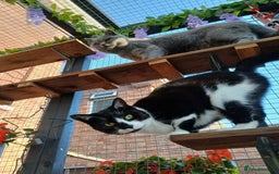 Mixed Breed cats for sale: Two indoor females seeking loving home together  - Image 8