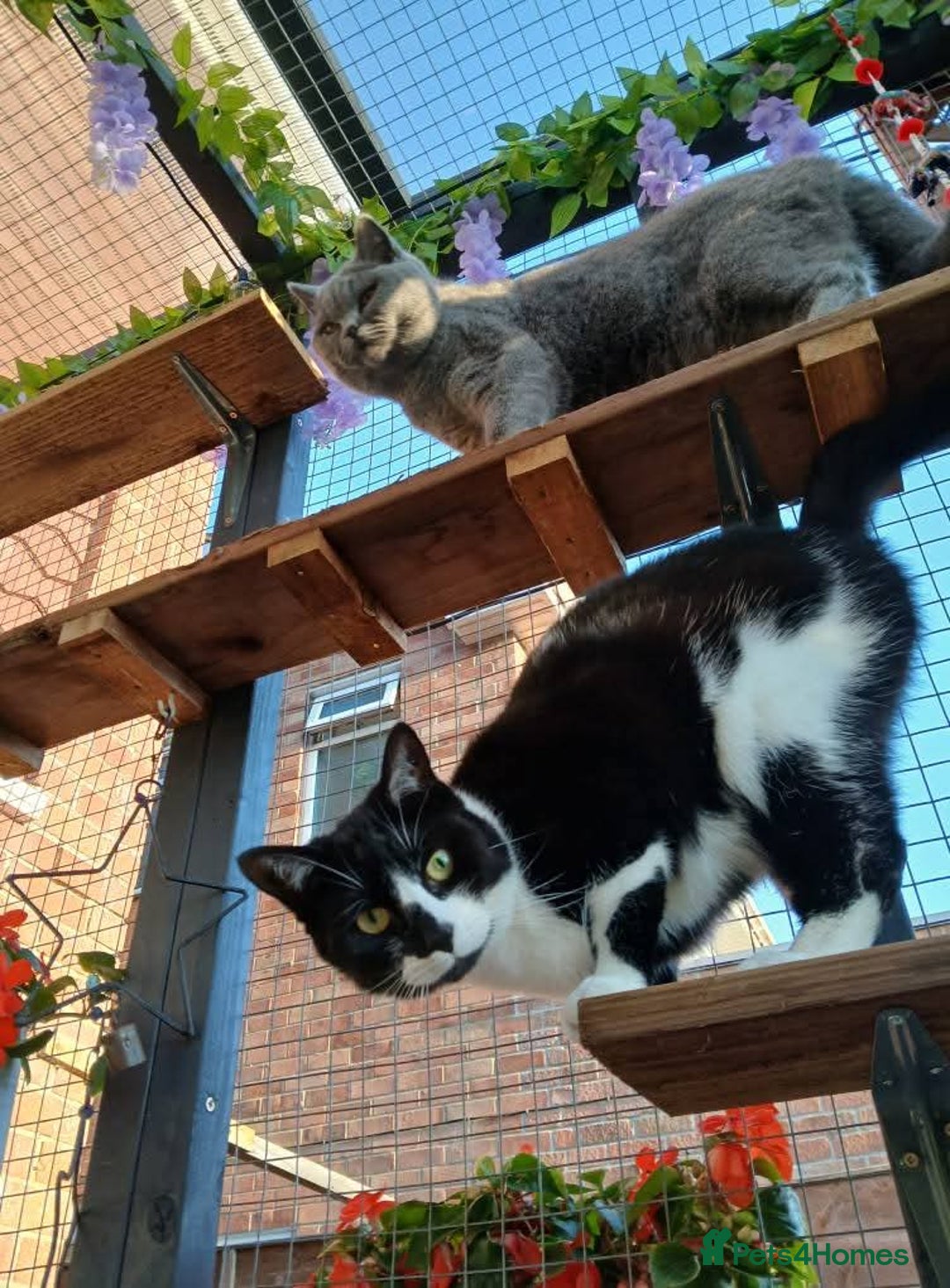 Mixed Breed cats for sale: Two indoor females seeking loving home together  - Image 8