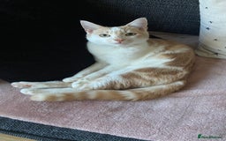 Mixed Breed cats for sale: Ginger cat - Moro - Image 11