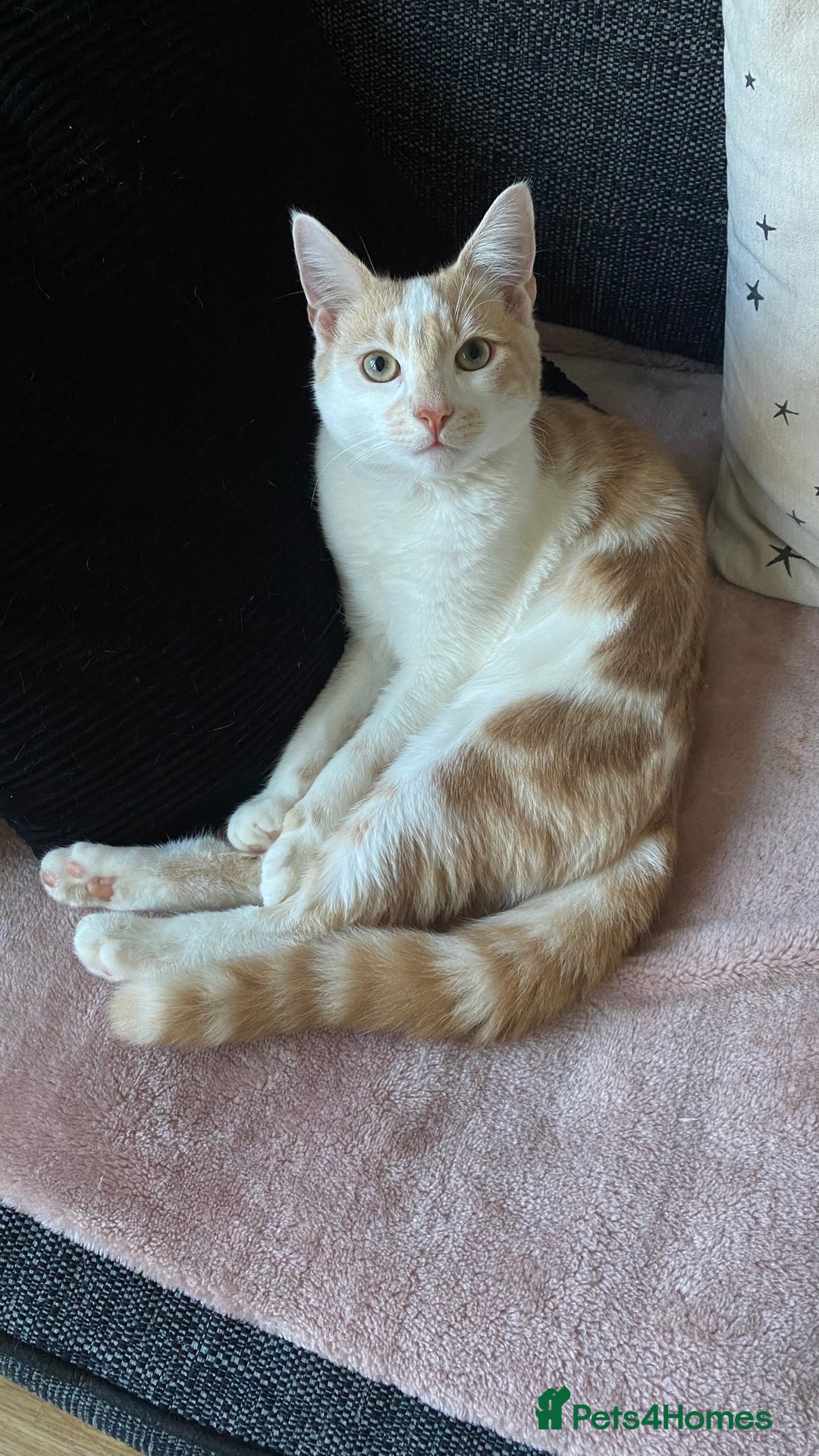 Mixed Breed cats for sale: Ginger cat - Moro - Image 11