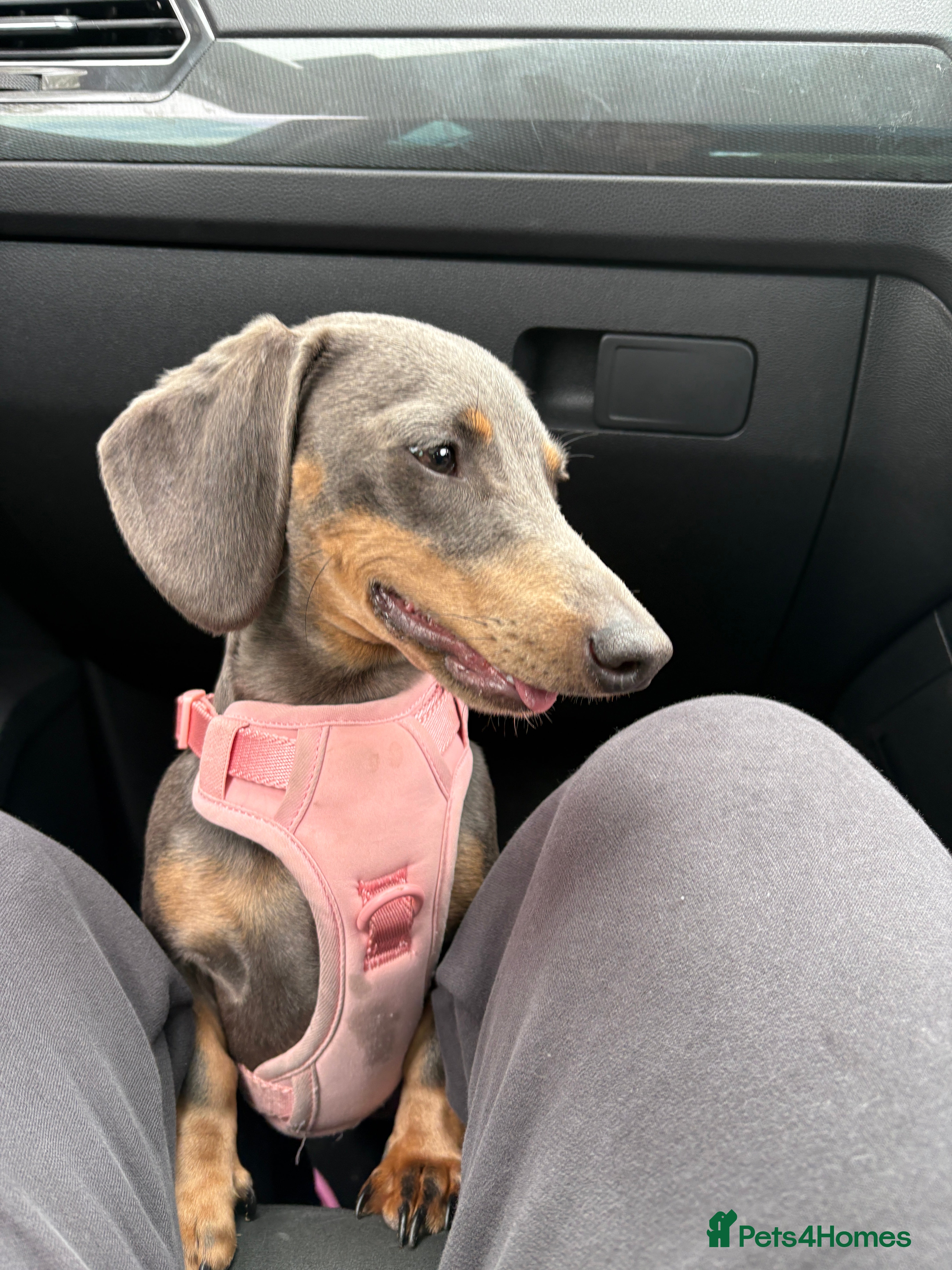 Miniature Dachshund dogs Rehoming  - Advert 1