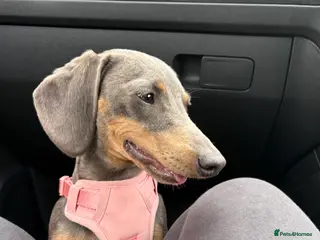 Miniature Dachshund dogs Rehoming - Advert 1