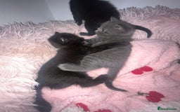 British Shorthair cats for sale: Siamese/BSH kittens - Image 3