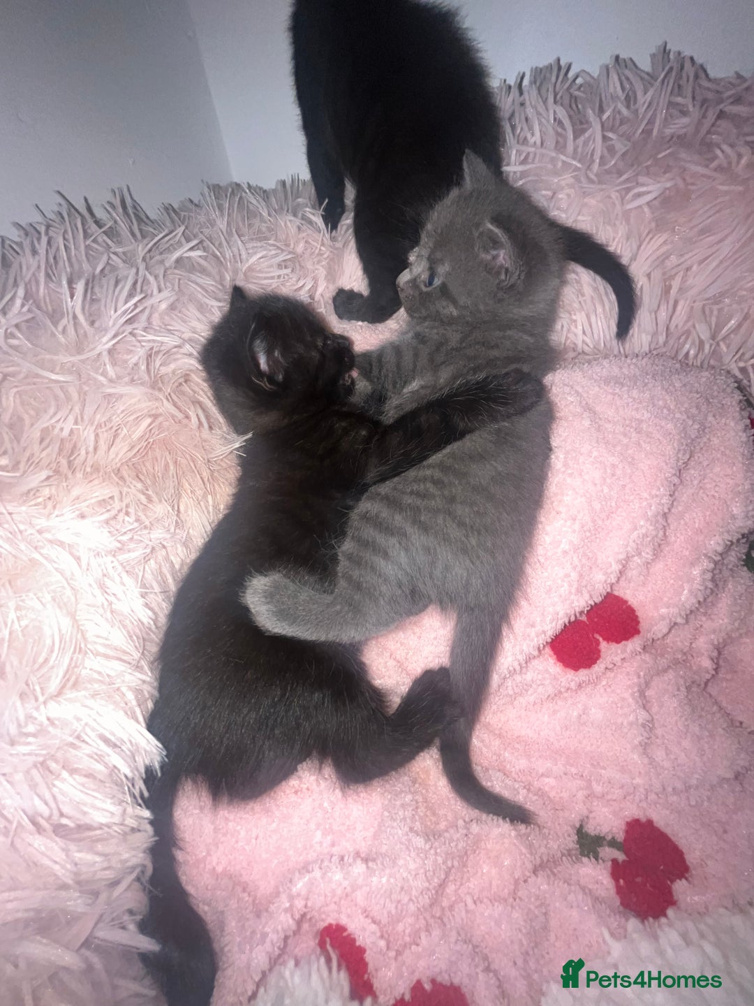 British Shorthair cats for sale: Siamese/BSH kittens - Image 3
