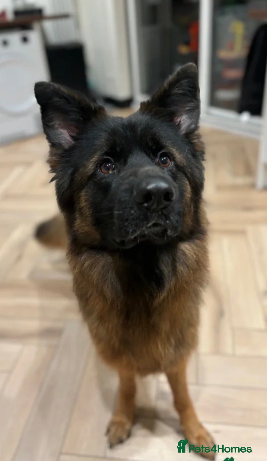 German Shepherd dogs Female GSD looking for a new permanent home - Advert 8