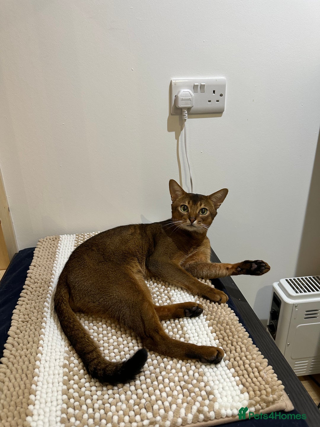 Abyssinian cats for stud: Champion line Aby boy for stud in Romford - Image 12