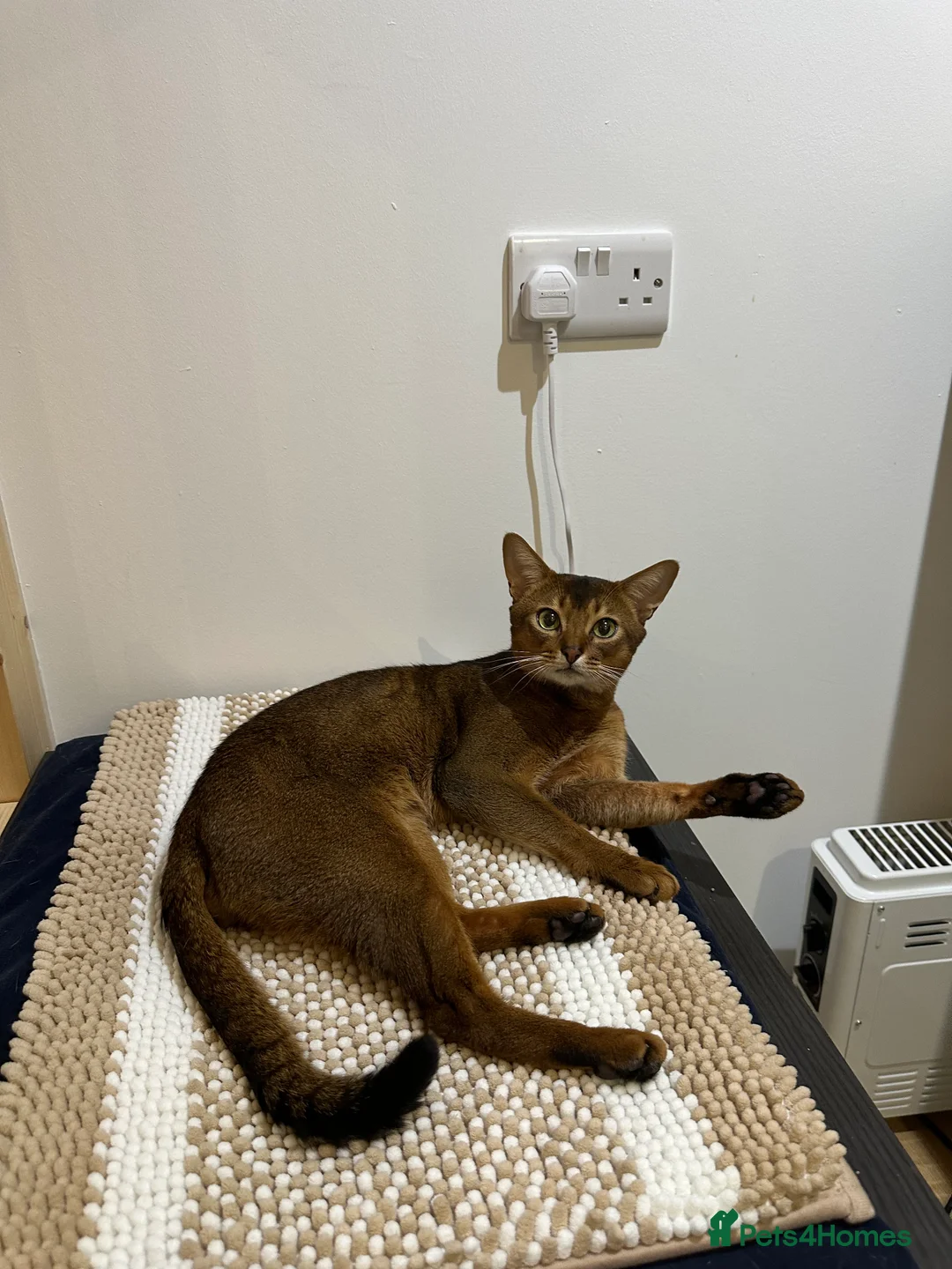 Abyssinian cats for stud: Champion line Aby boy for stud in Romford - Advert 12