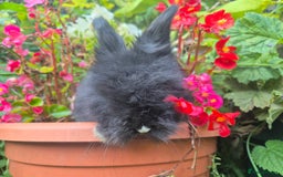 Angora rabbits for sale: The cutest black beauties 🖤 - Image 12