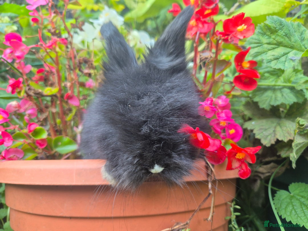 Angora rabbits for sale: The cutest black beauties 🖤 - Image 12