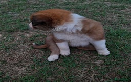 Border Collie dogs for sale: 7 border collie pups 🌟  - Image 20
